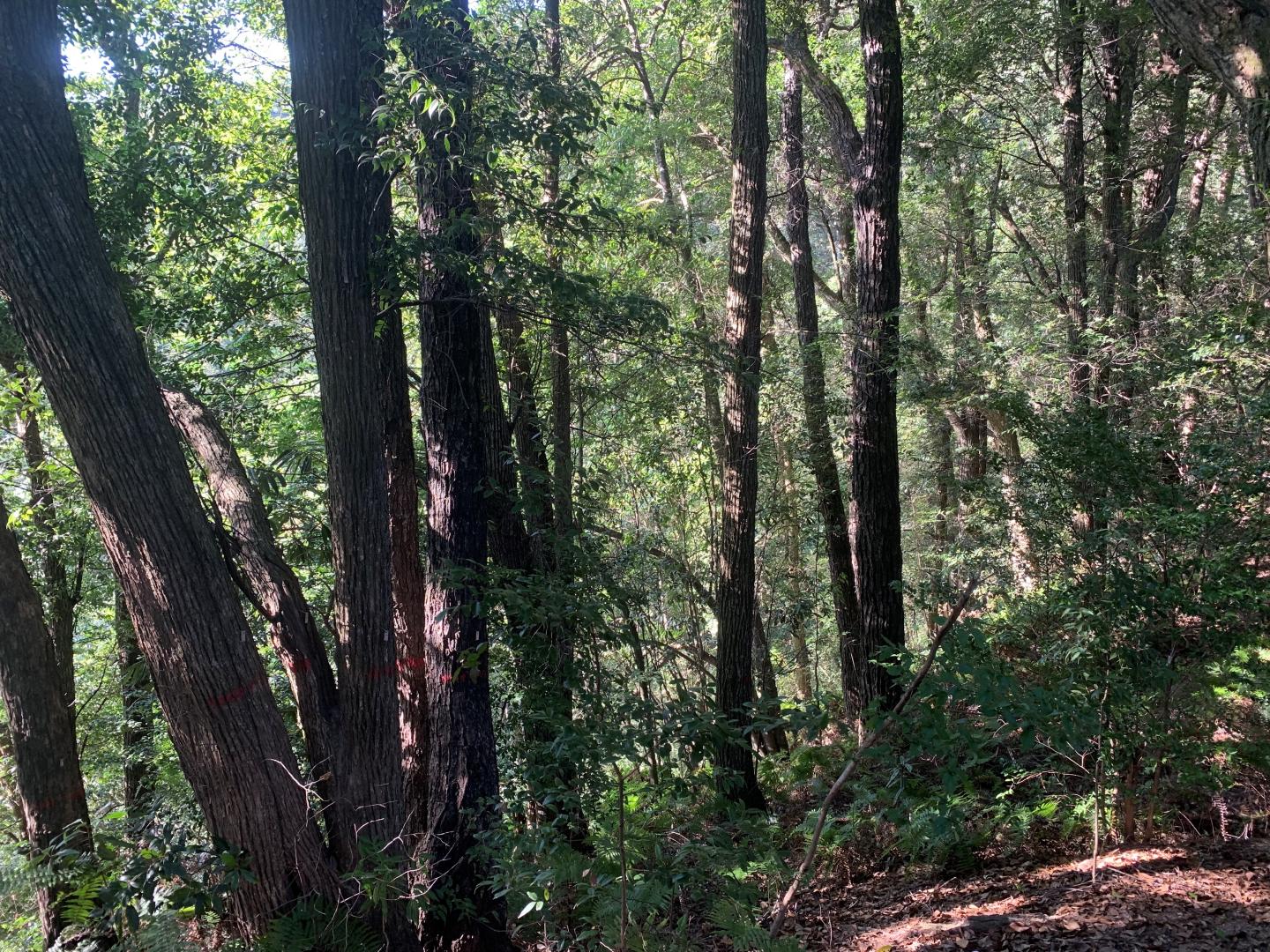 Gutianshan Forest Dynamics Plot