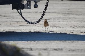 Boat-tailed grackle female