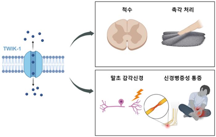 Schematic view of TWIK-1 channel mechanisms and roles in spinal cord and sensory neurons