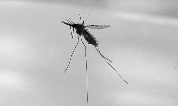 <I>Anopheles gambiae</I>