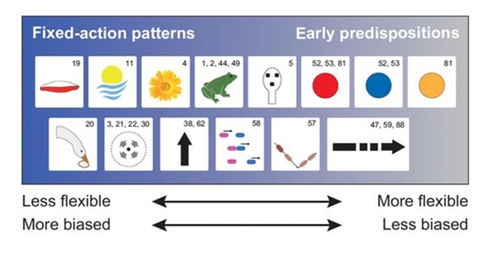 Innate Biases vary in flexibility and length