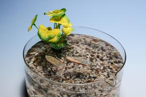 Eco-friendly aquatic robot is made from fish food