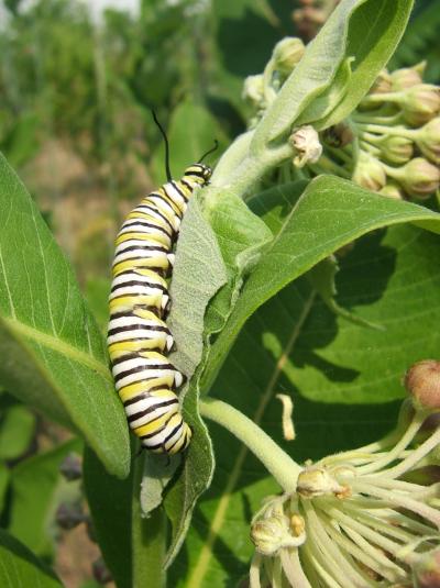 Monarch Caterpillar