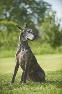 Great Dane