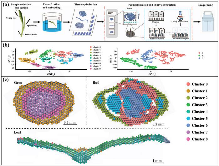 Spatially resolved transcriptome analysis of tender stem, leaf, and bud of tea shoot.