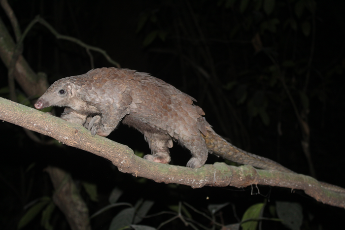 White-bellied African pangolin