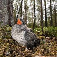 Cuckoo Chicks