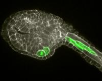 Ciona Embryo