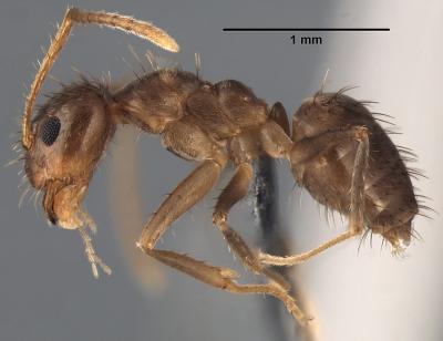 Rasberry Crazy Ant