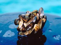 Zebra Mussel