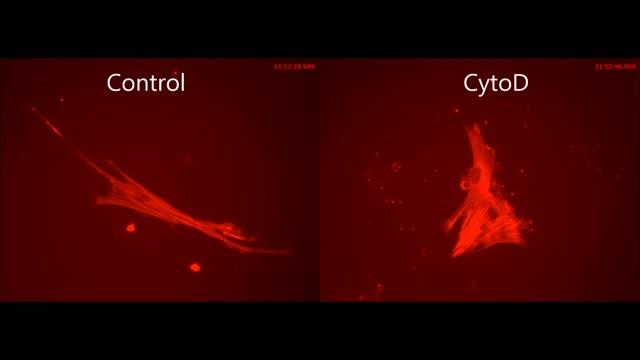 Actin Retreats into Nucleus