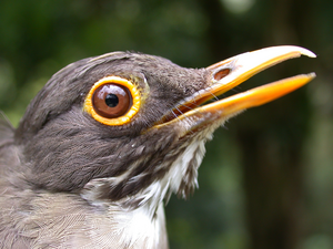 White-throated thrush