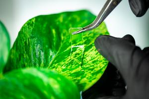 adhesive gel for plants - 3