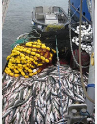Salmon from Alaska