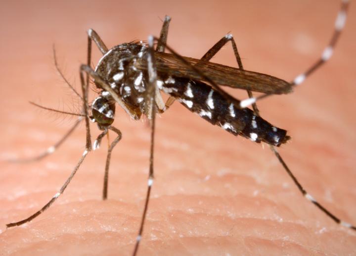 Asian Tiger Mosquito