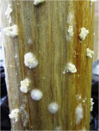 Infested Tree