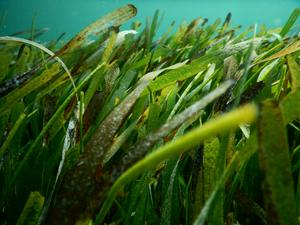 Seagrass