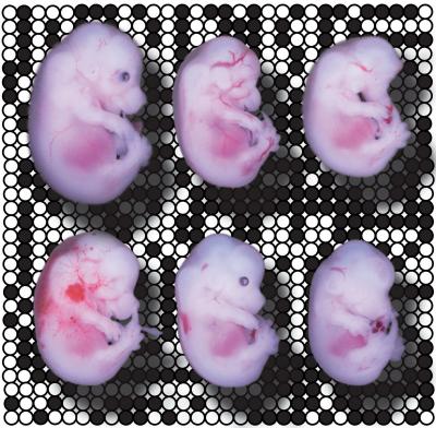 A Critical Modifier in Embryonic Reprogramming
