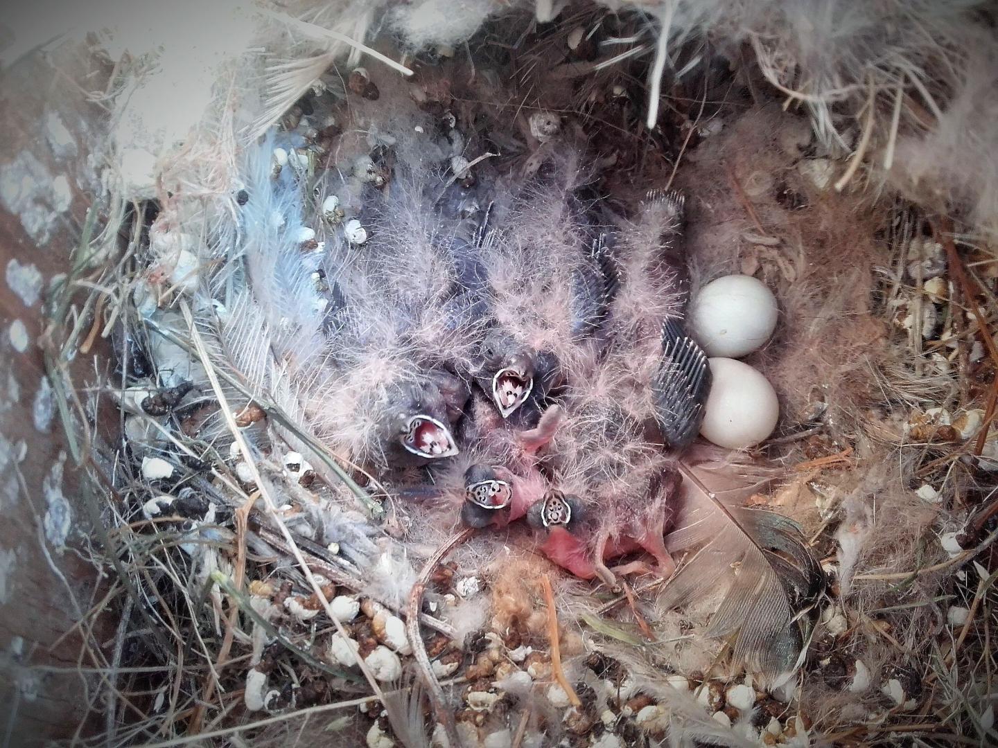 ZebraFinch2
