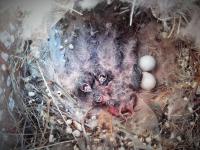 ZebraFinch2