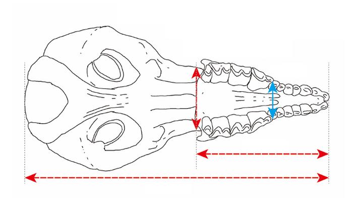 Photographs and schematic illustrations of shrew skulls.