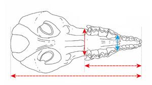 Photographs and schematic illustrations of shrew skulls.