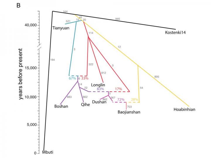 Phylogenetic tree of early Asian populations