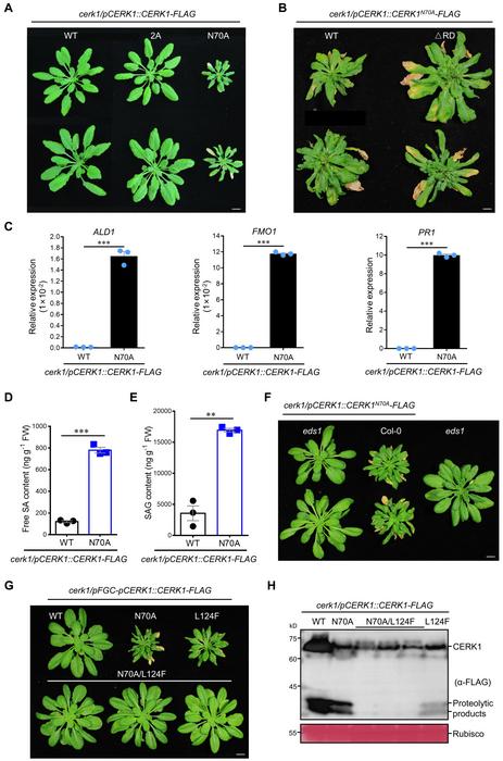 CERK1 N70A mutation induces EDS1-dependent autoimmunity
