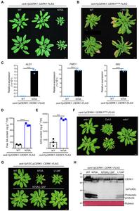 CERK1 N70A mutation induces EDS1-dependent autoimmunity