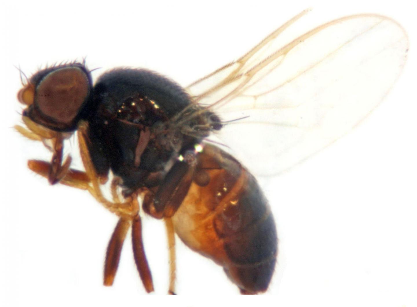 The Oriental Eye Fly is Newly Recorded in China