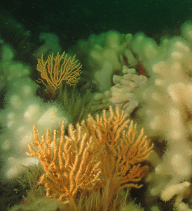 Pink sea fans