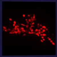 Nematode Neural Nuclei in 3-D