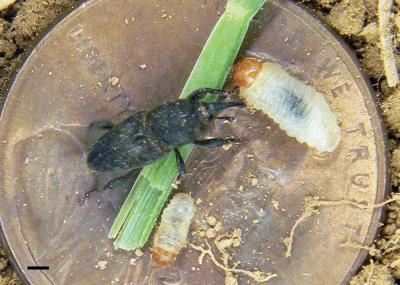 Bluegrass Billbug Adult and Larvae