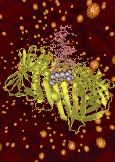 NSAIDs Bound to Bacterial Protein