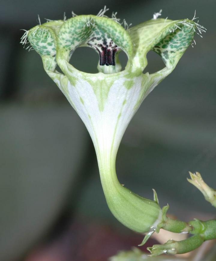 <em>Ceropegia sandersonii</em>