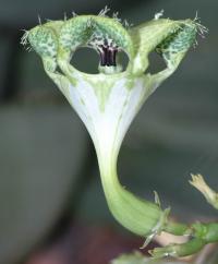 <em>Ceropegia sandersonii</em>