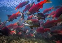 Adult Sockeye Salmon
