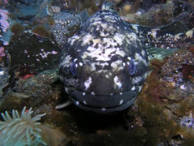 The 'Antarctic Cod' (<i>Notothenia coriiceps</i>)