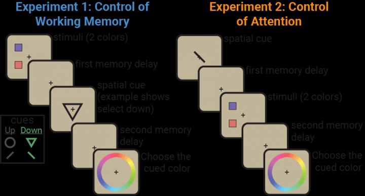 Working memory and attention: Two sides of the same neural coin? Experiments