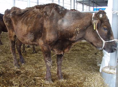 Photo of an Infected Ox