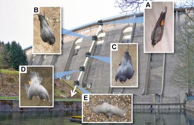 Falcon Dive