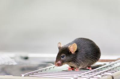 Laboratory Mouse
