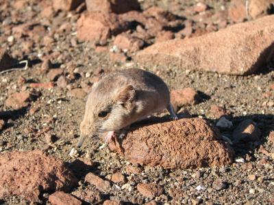 Macroscelides Micus
