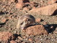 Macroscelides Micus