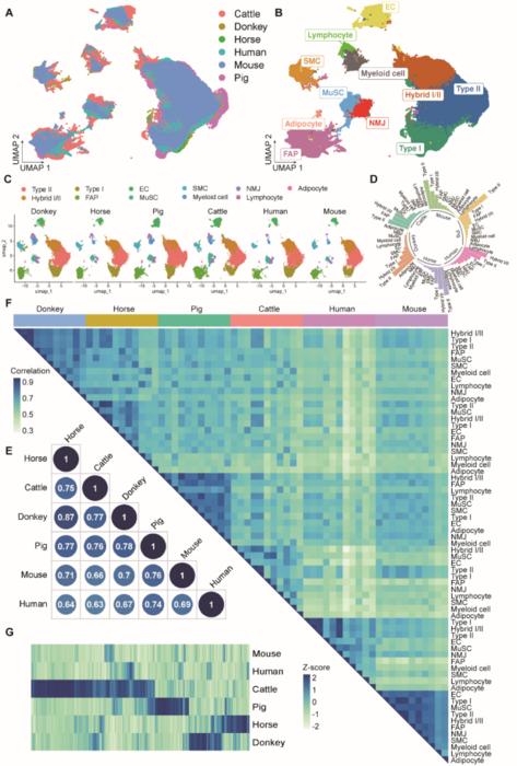 Fig. 1  Cell composition in the skeletal muscle across species by sc/snRNA-seq analysis