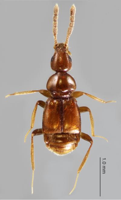 <I>Morphogenia struhli</I>