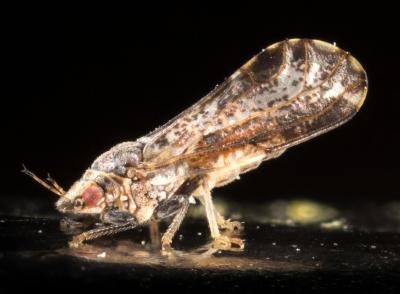 Asian Citrus Psyllid