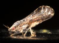 Asian Citrus Psyllid