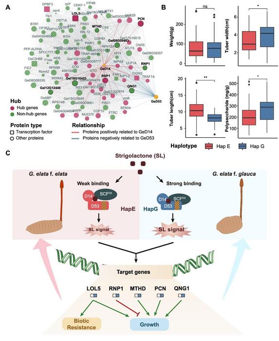 Haplotype divergence in the GeD14-GeD53 network mediates growth and biotic resistance in G. elata.