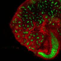 Mouse Embryonic Kidney